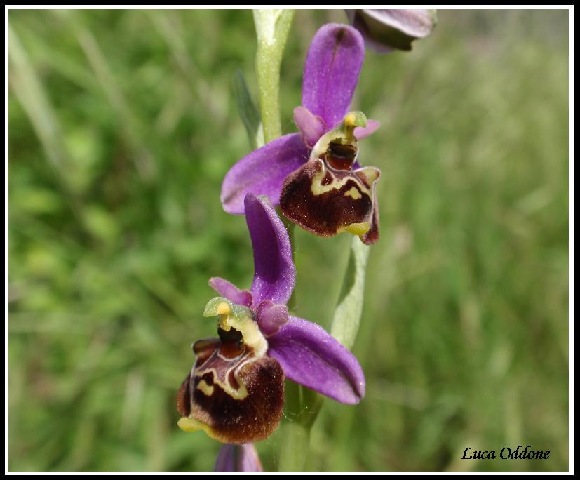 ORCHIDEE DELL''ASTIGIANO:TRA LANGHE E MONFERRATO 2009